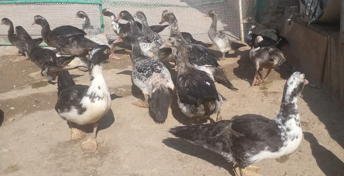 اردک|حیوانات مزرعه|هامون, |دیوار