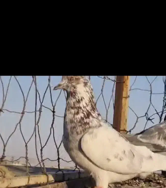 گمشده بی زحمت آگهی رو بخون|حیوانات|مشهد, رسالت|دیوار