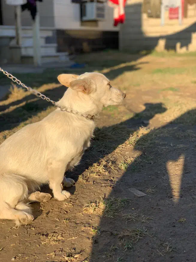 سگ پاکوتاه سفید تک رنگ|سگ|گنبد کاووس, |دیوار