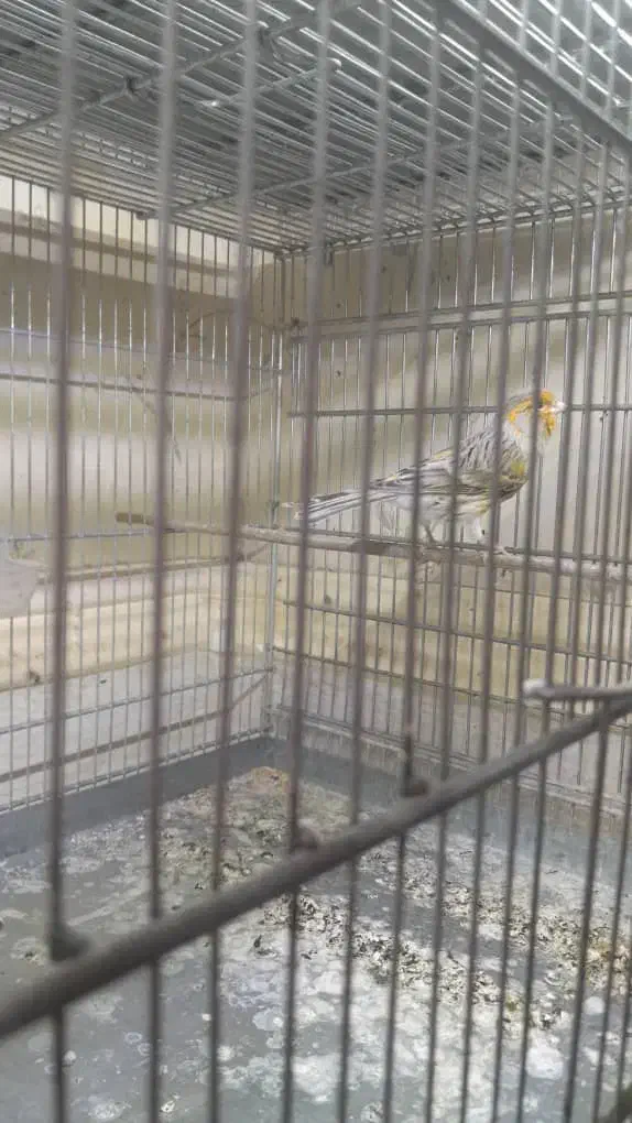 قناری و سهره|پرنده|اسلامشهر, شهرک مهدیه|دیوار