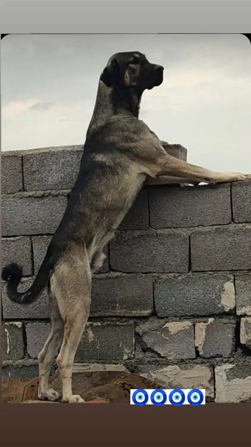 گمشده|حیوانات|ارومیه, |دیوار