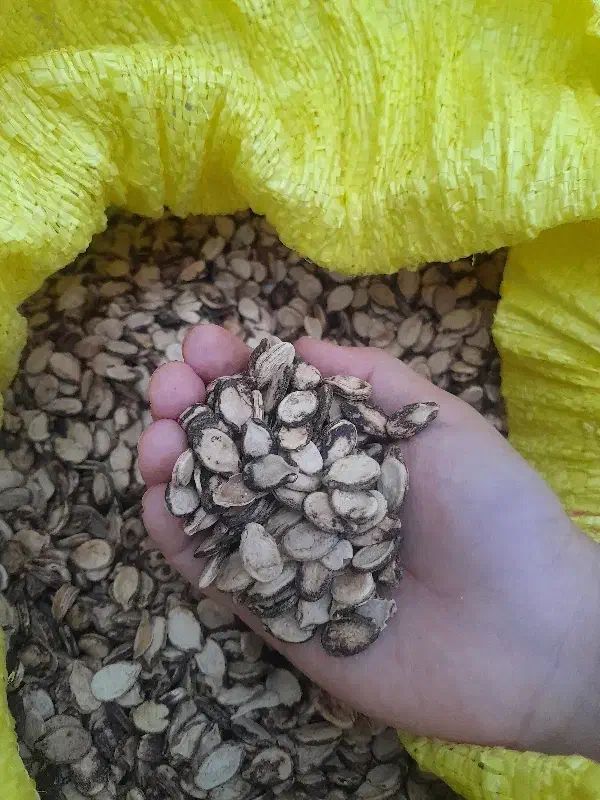 بذرهندوانه|خوردنی و آشامیدنی|گنبد کاووس, |دیوار