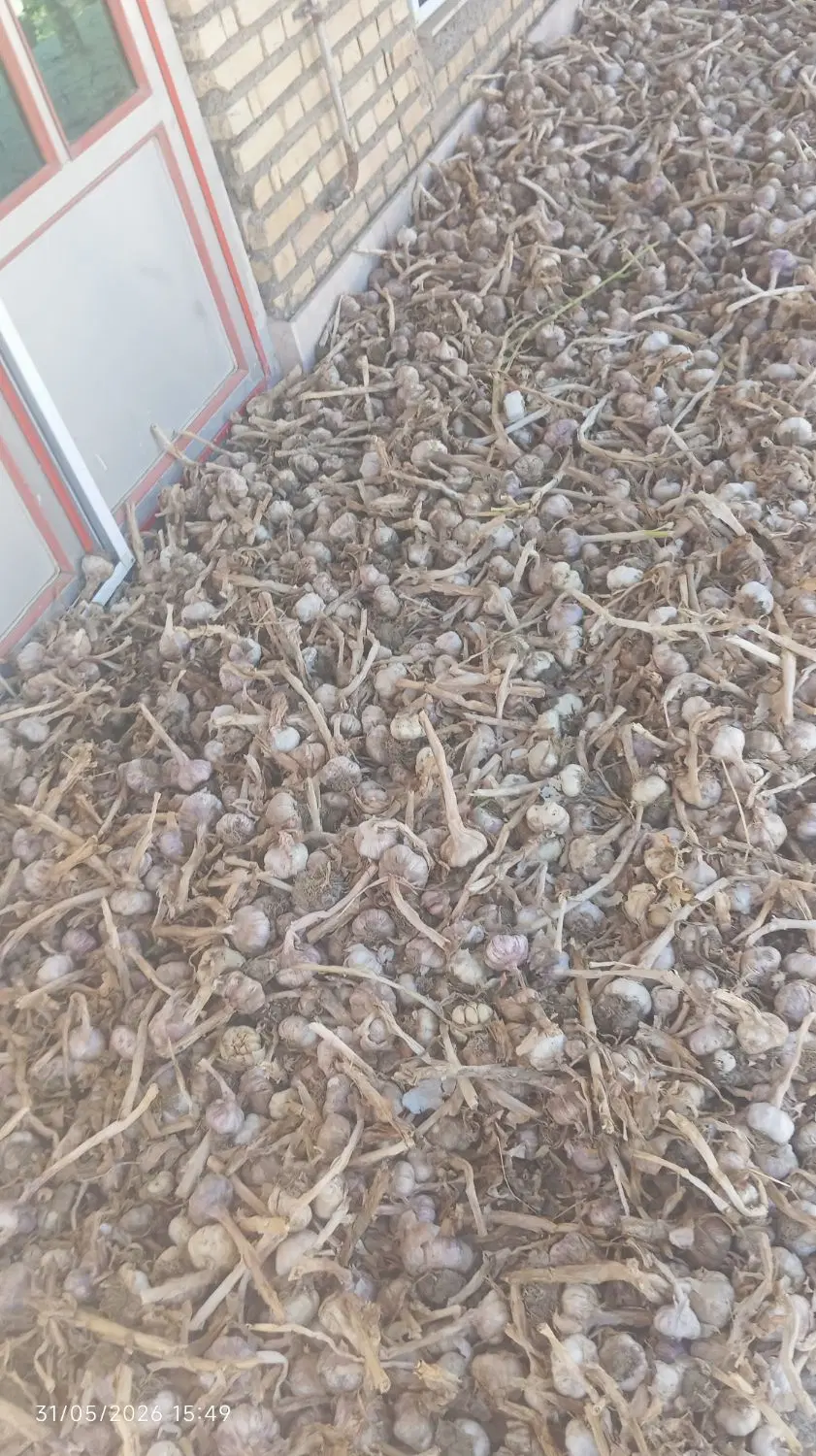 سیر بذری|خوردنی و آشامیدنی|دره رود, |دیوار