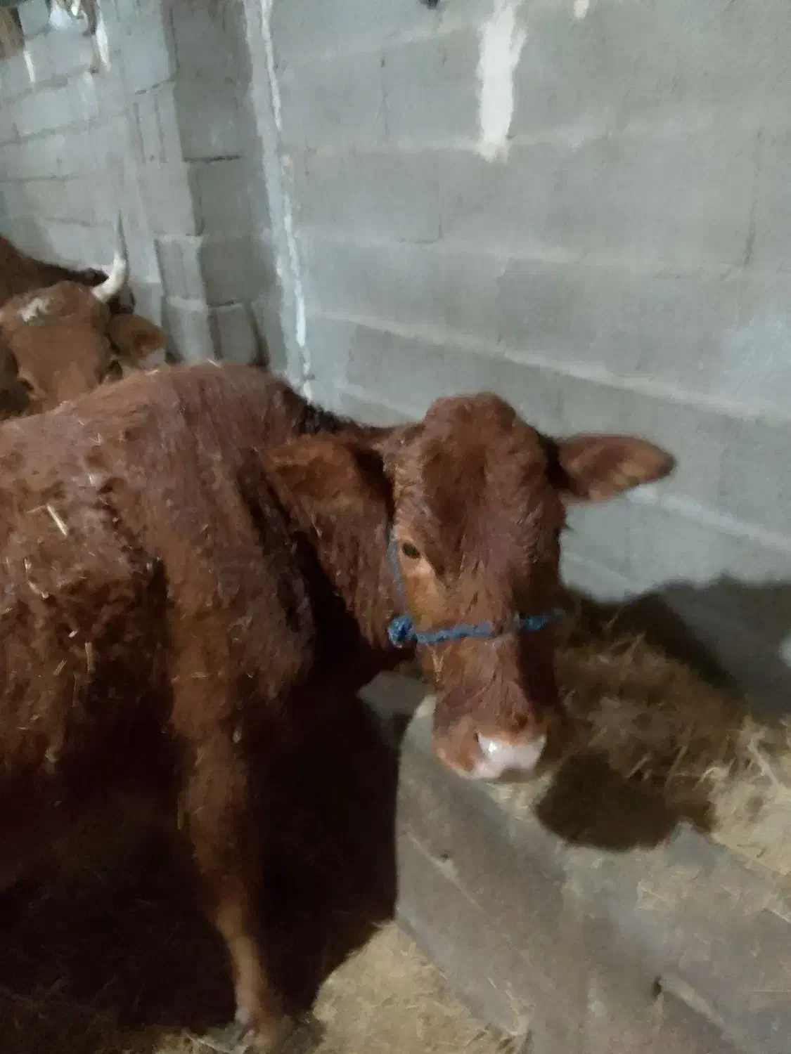 گاو دورگ هولشتاین|حیوانات مزرعه|رشت, منظریه|دیوار