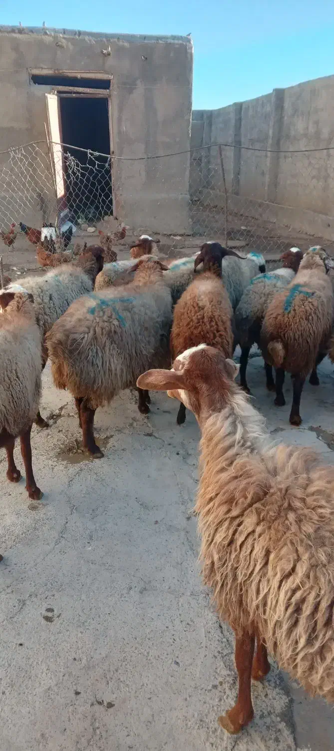 میش ابستن|حیوانات مزرعه|کلیائی, |دیوار