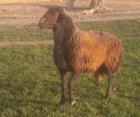 قوچ دو ساله نژاد افشاری|حیوانات مزرعه|زیباشهر, |دیوار