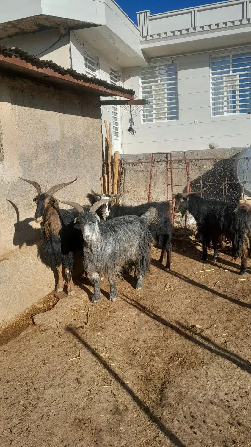 سابرون یخته|حیوانات مزرعه|کوهدشت, |دیوار