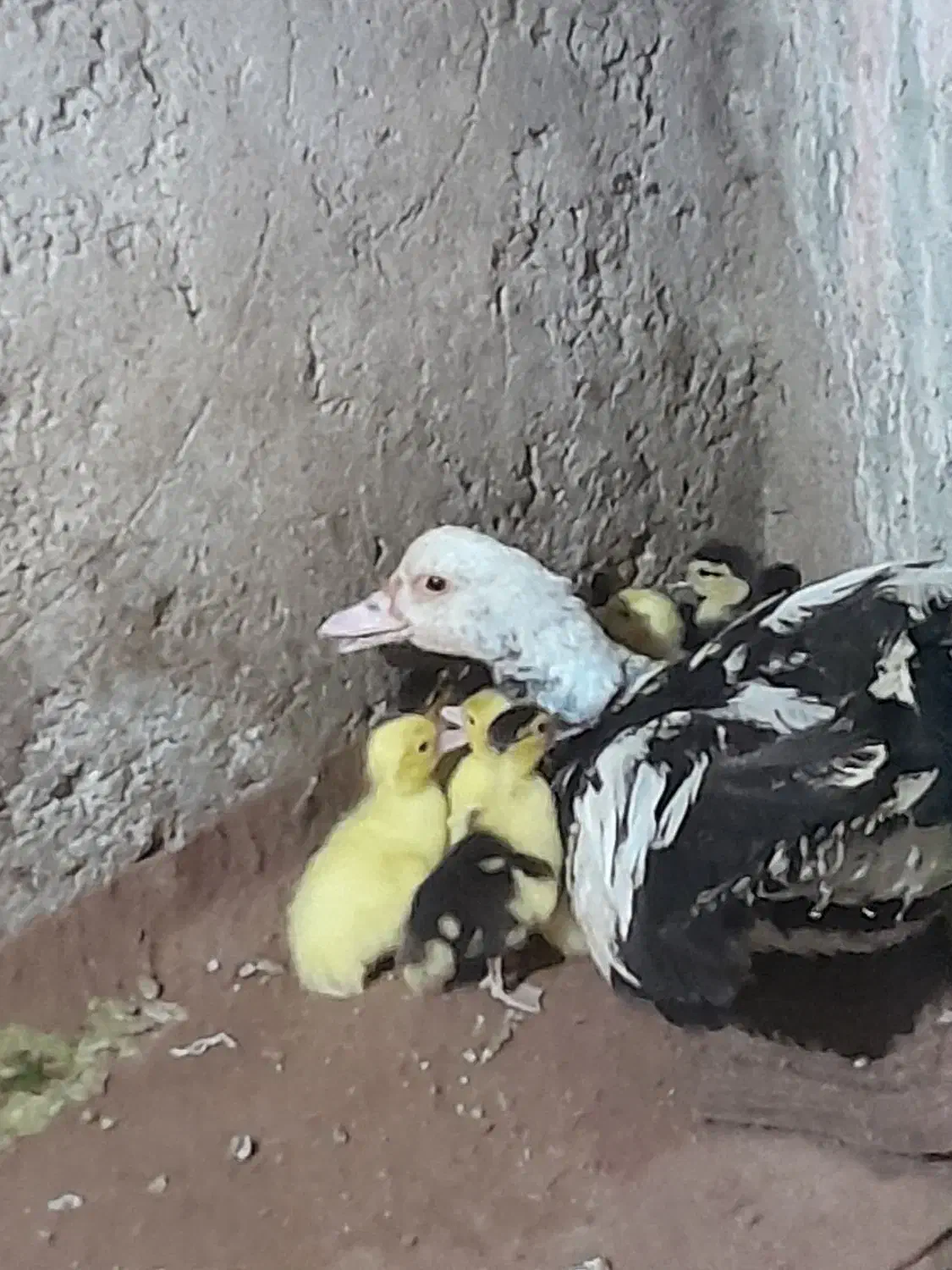اردک مادربه همراه بچه ها|حیوانات مزرعه|ساری, |دیوار