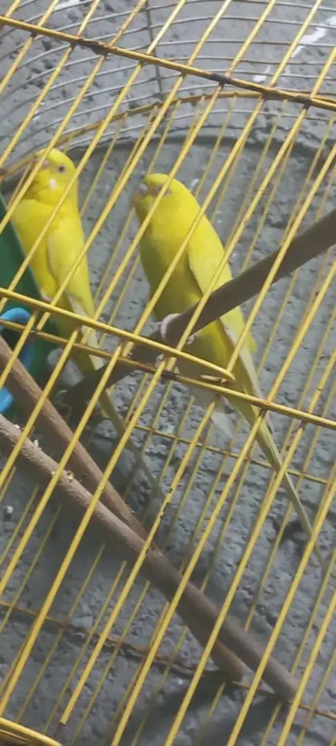 مرغ عشق|پرنده|شادگان, |دیوار