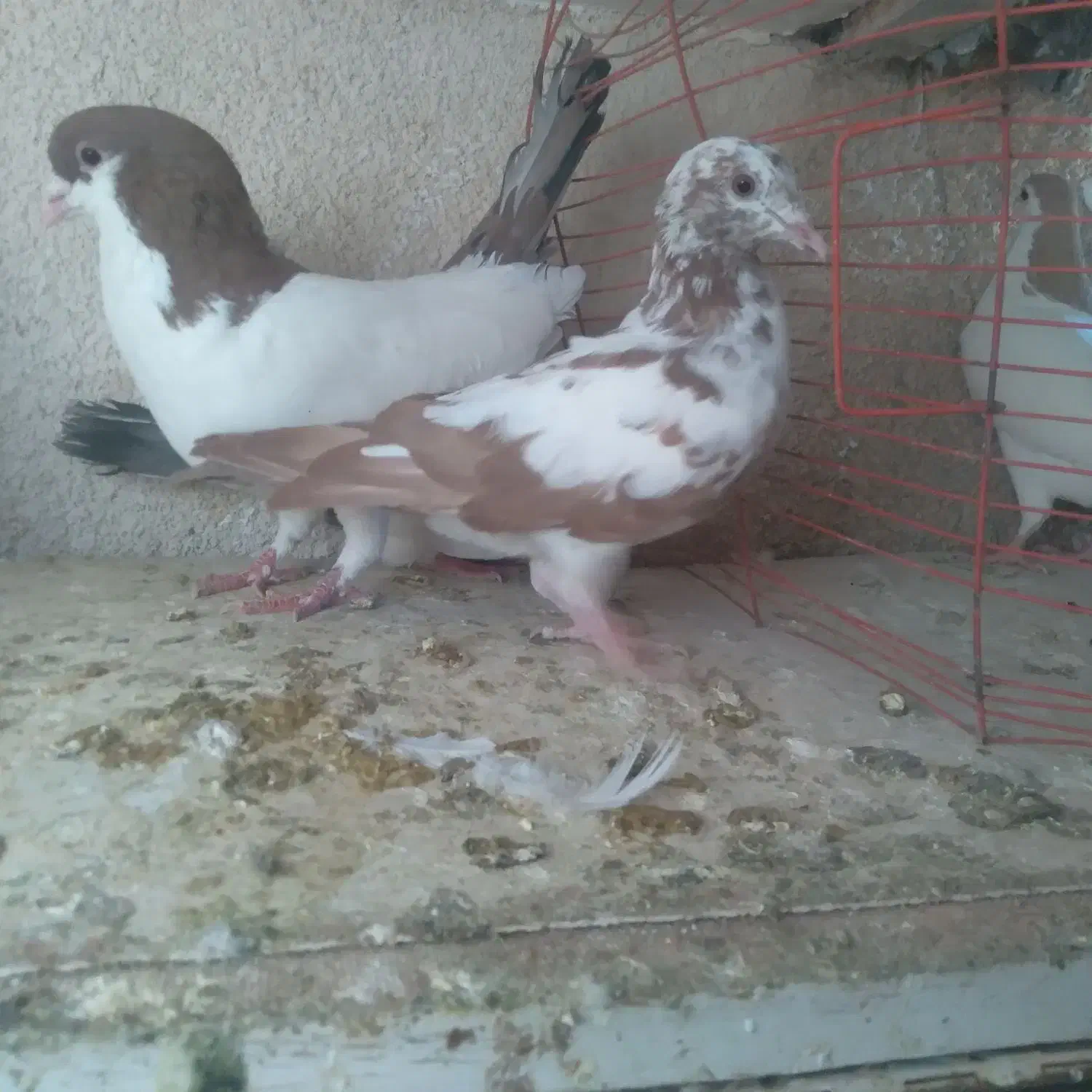 ۵ تا حیوون رنگی و سالم|پرنده|شاهرود, |دیوار