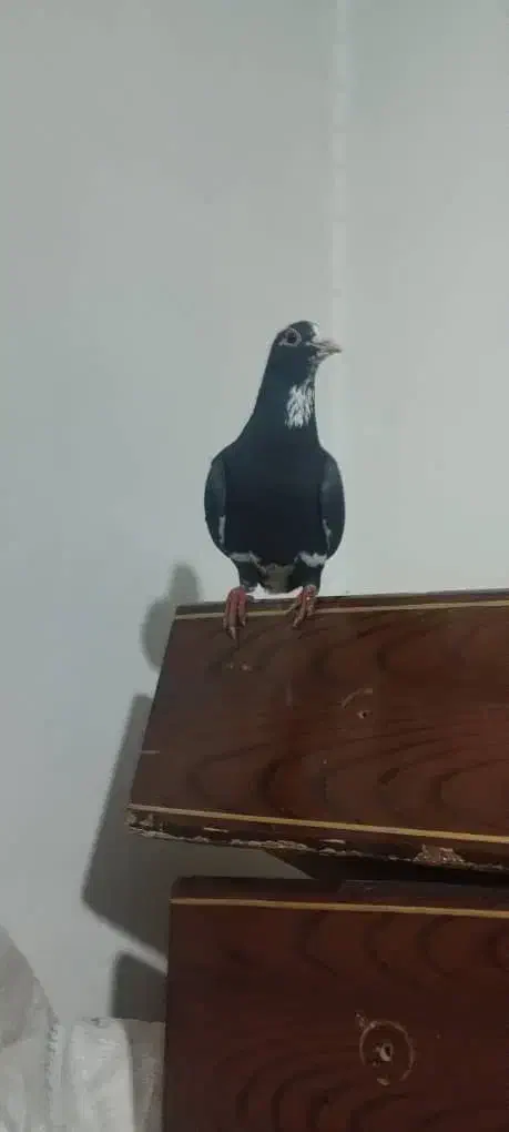 نر سیاه پلنگ عتیقه|پرنده|کرمان, |دیوار