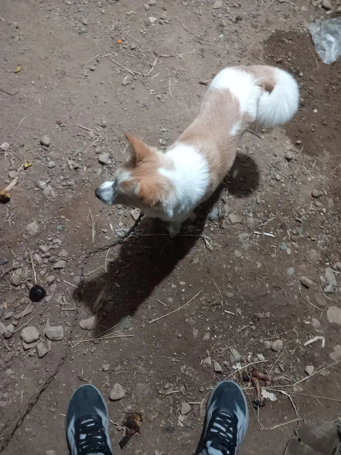 گمشده|حیوانات|زنجان, |دیوار