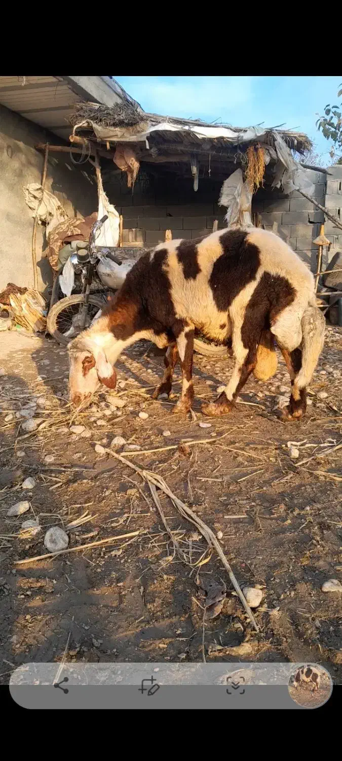 گوسفندقوچ پلنگی اصل|حیوانات مزرعه|سرخنکلاته, |دیوار