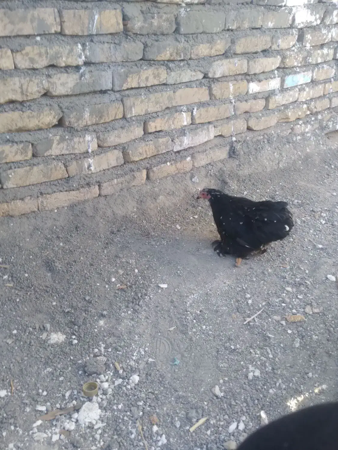 مرغ و خروس|پرنده|تربت‌حیدریه, آغوی|دیوار