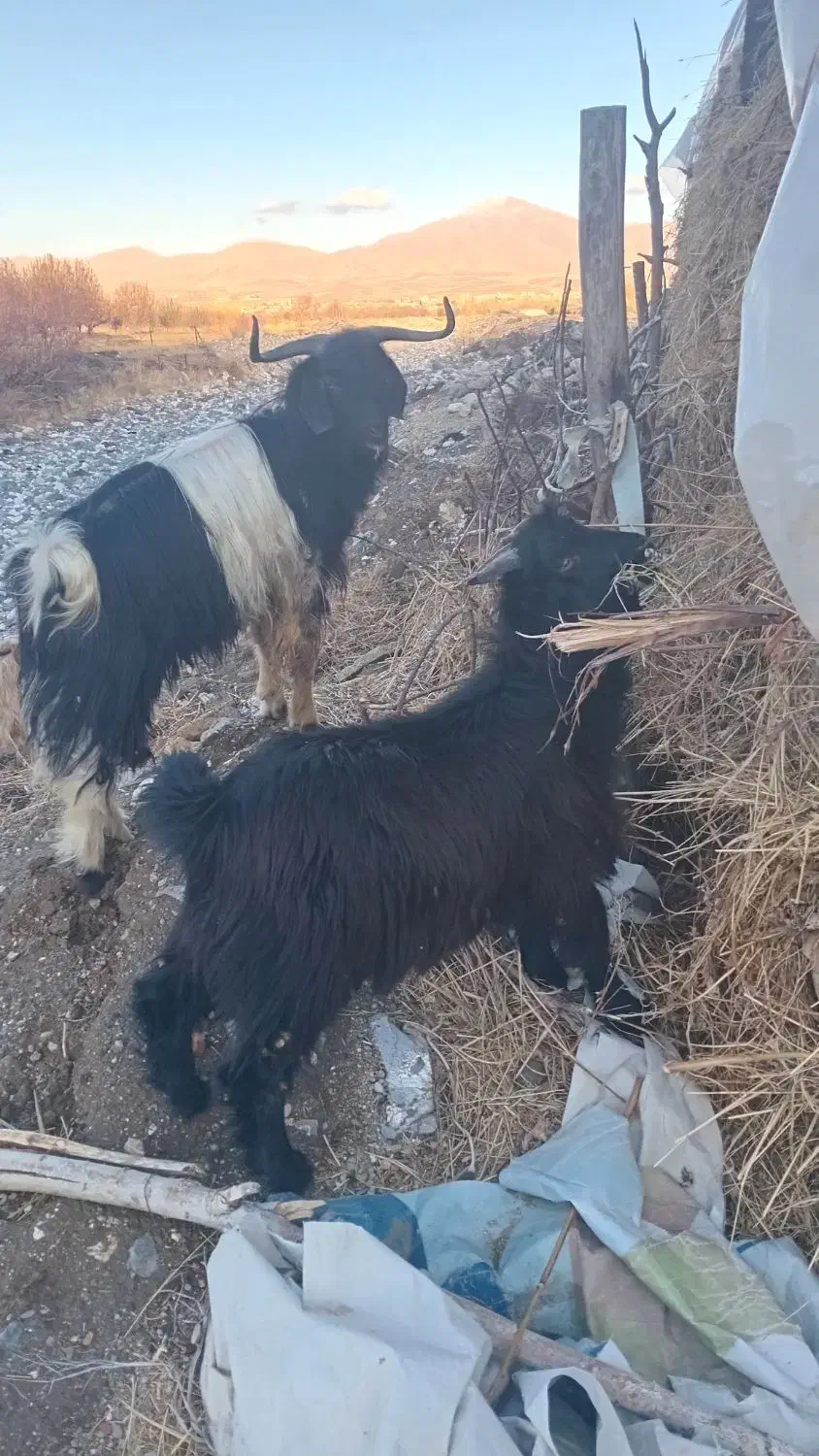 بزغاله|حیوانات مزرعه|سیلوانه, |دیوار