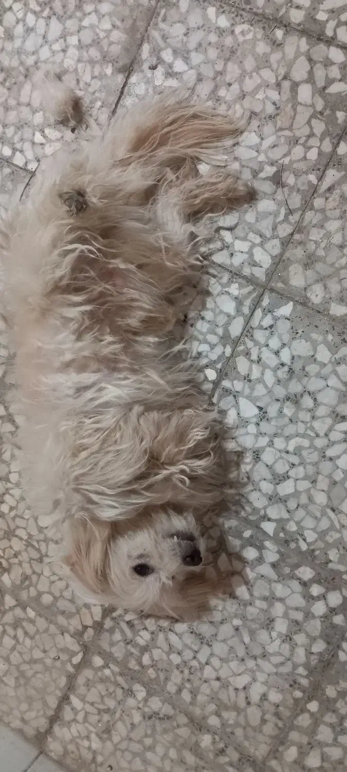 سگ شیتزو|سگ|خمینی‌شهر, |دیوار