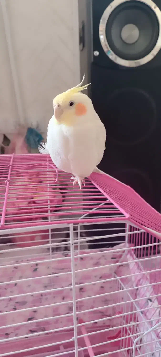 عروس هلندی سخنگو|پرنده|شهرکرد, |دیوار