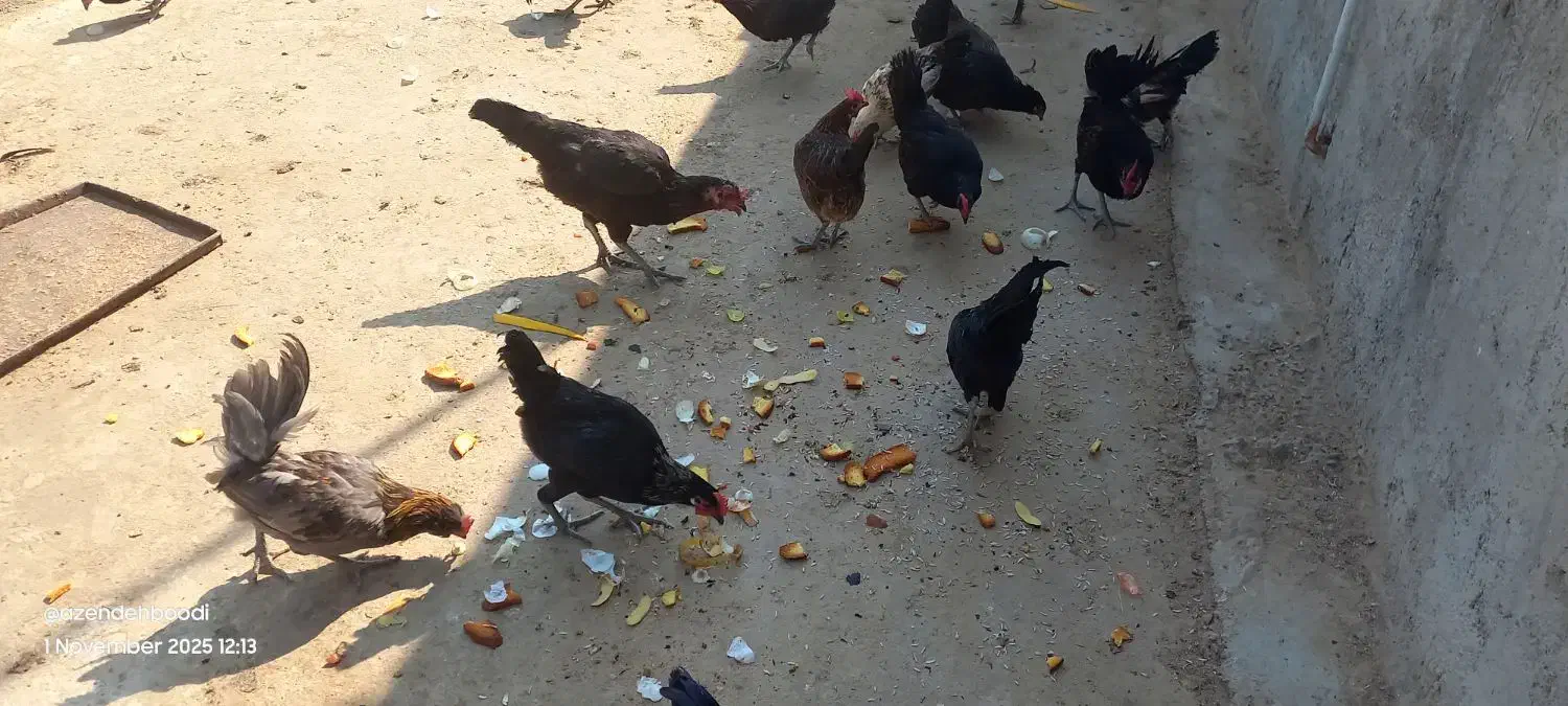 خروس محلی|حیوانات مزرعه|اهرم, |دیوار