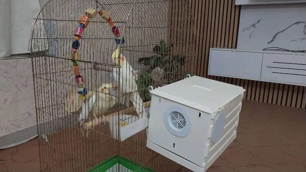 دو عدد عروس هلندی|پرنده|بیله سوار, |دیوار