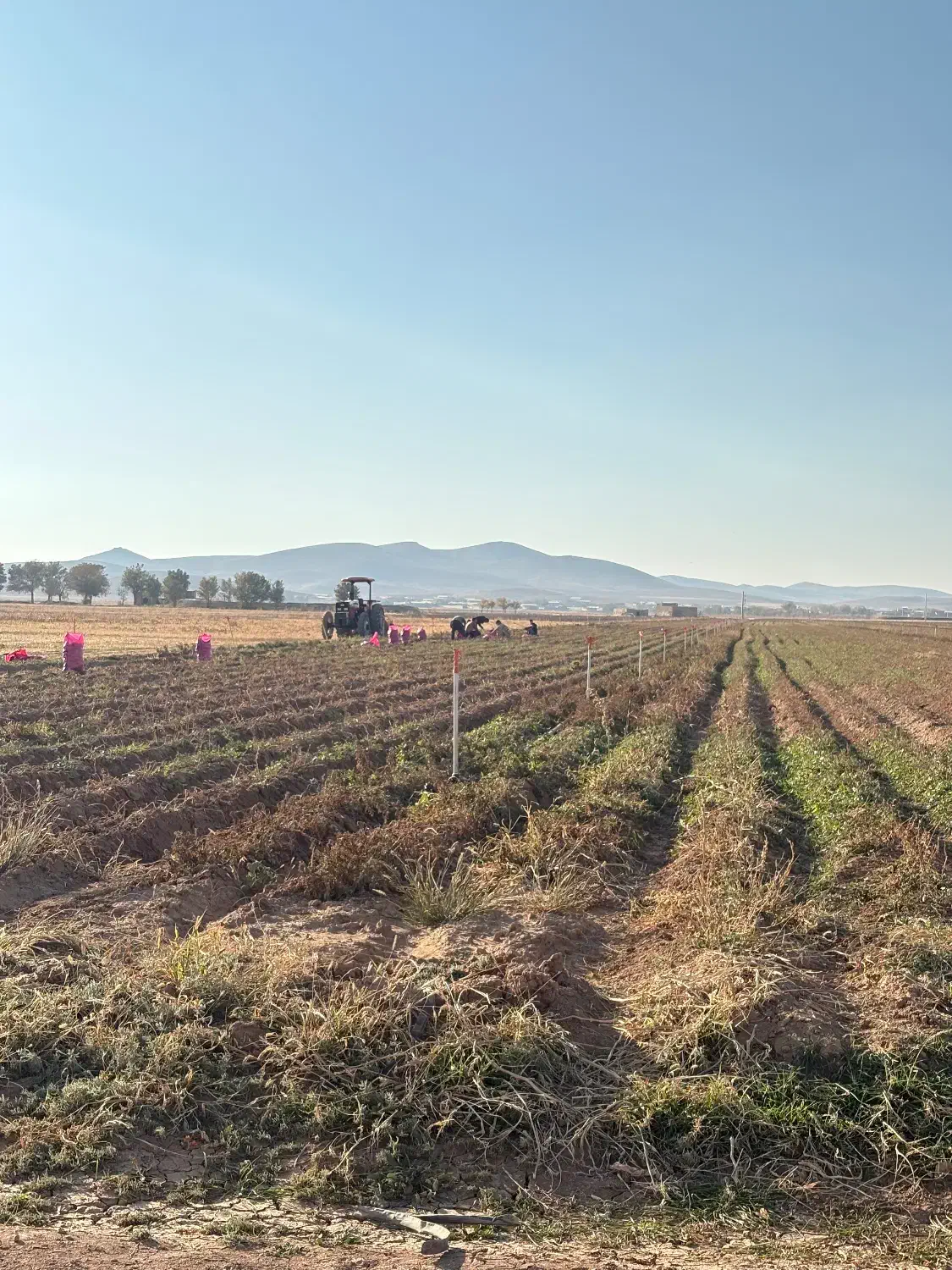 سیب زمینی|عمده‌فروشی|فرمهین, |دیوار