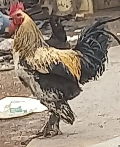 خروس|حیوانات مزرعه|اصفهان, پینارت|دیوار