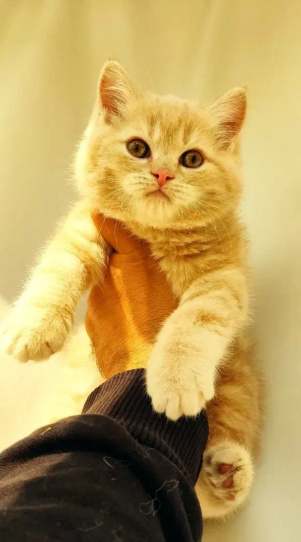 گربه های پرشین|گربه|تبریز, |دیوار