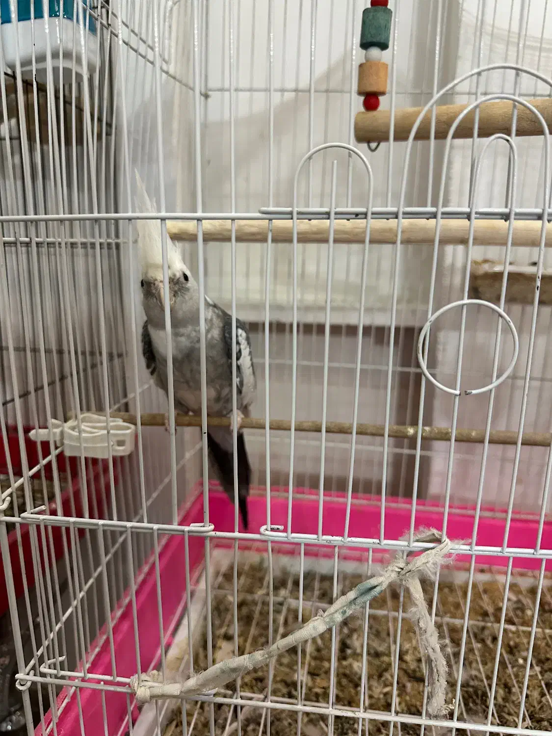 پرنده|پرنده|رشت, لاکان|دیوار