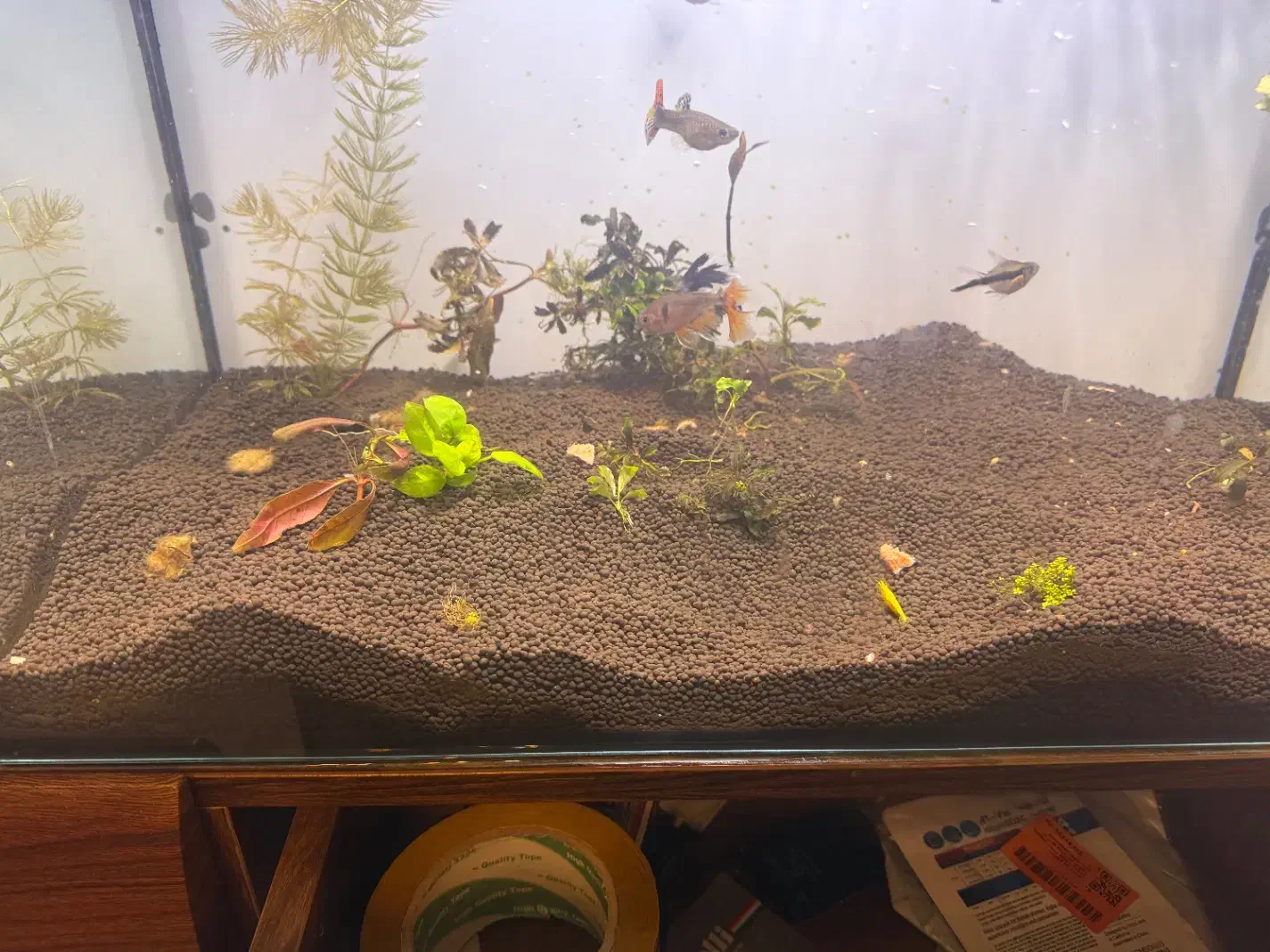 ماهی گیاهخوار|ماهی|تهران, شیوا|دیوار