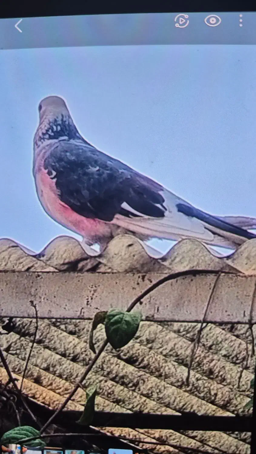 کفتر گم شده|حیوانات|ورامین, ورامین|دیوار