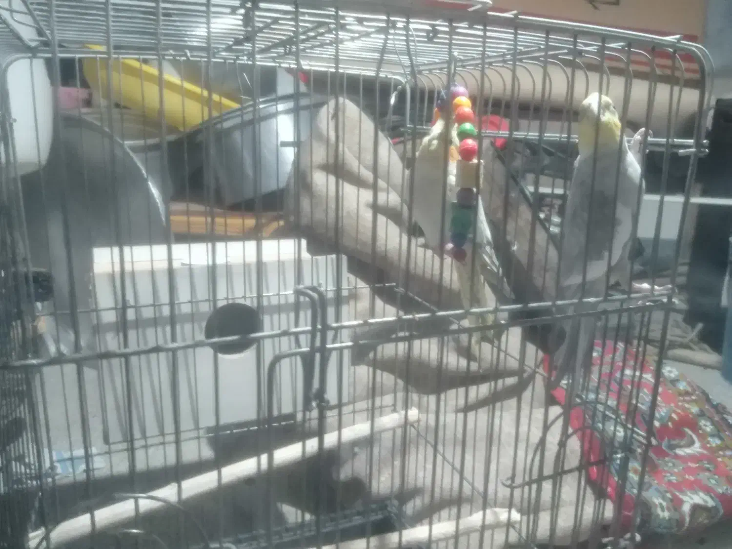 عروس هلندی|پرنده|میانه, |دیوار