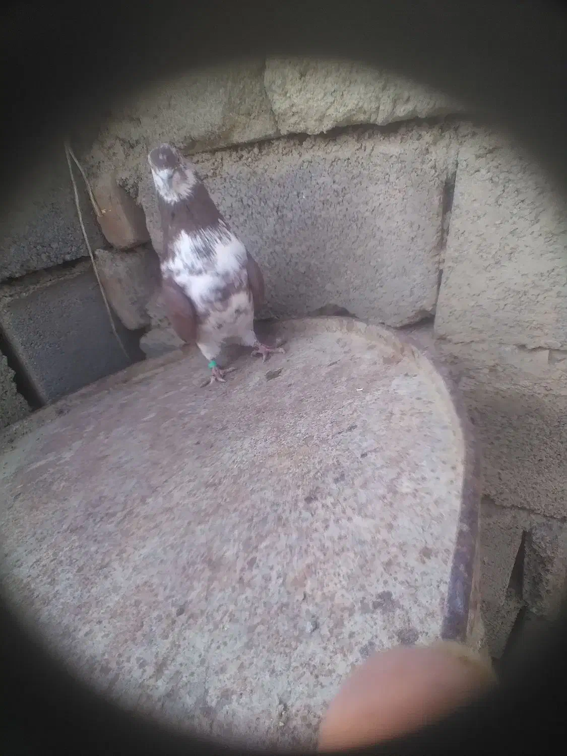 کبوتر رفتنی|حیوانات|نوشین شهر, |دیوار