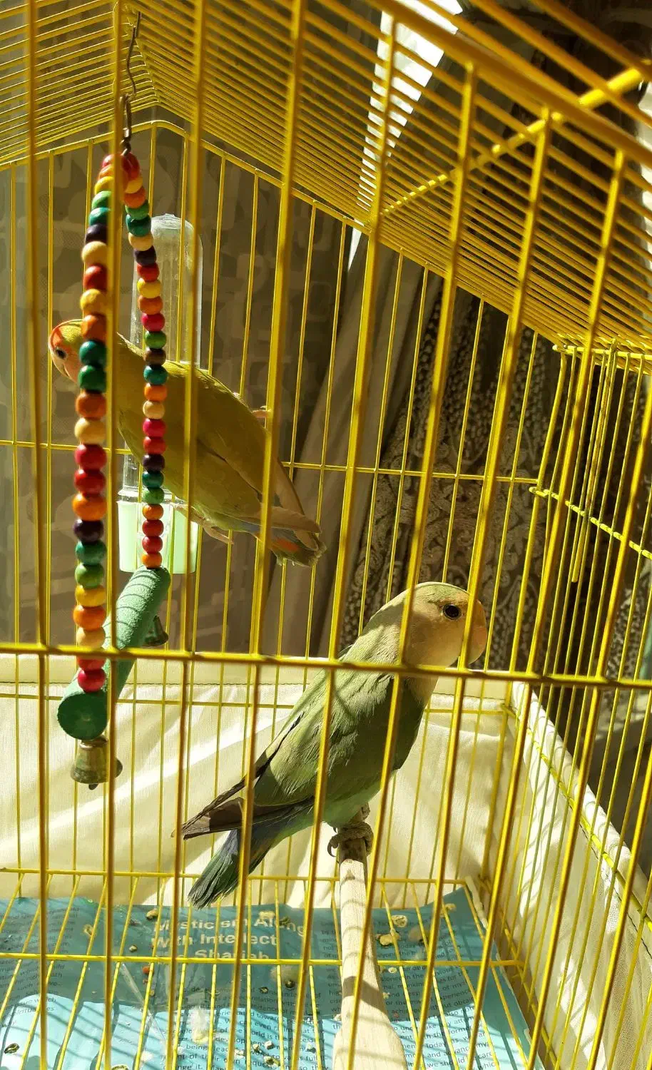 یک جفت طوطی مینیاتوری برزیلی|پرنده|تهران, ائمه اطهار|دیوار