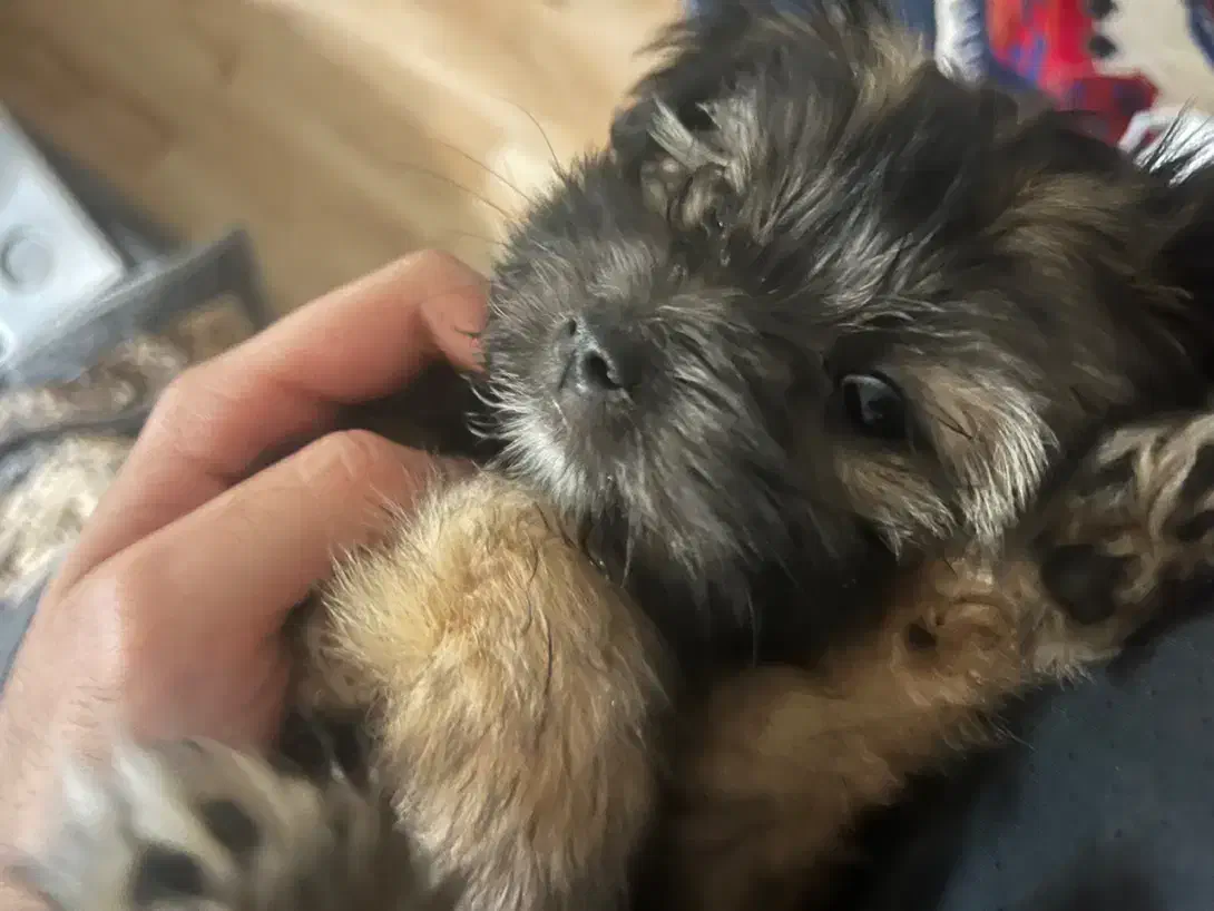 فروش فوری سگ|سگ|مشهد, الهیه|دیوار