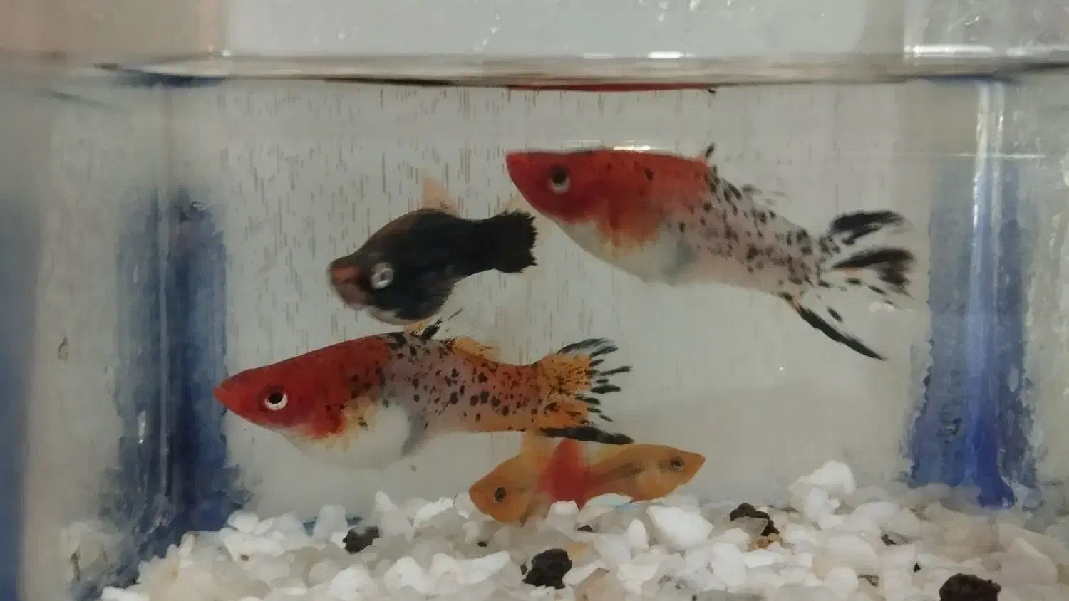 ماهی گیاه خوار|ماهی|ایذه, |دیوار