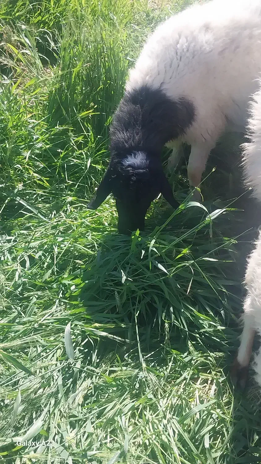 گوسفندوبرهشیشک|حیوانات مزرعه|نگار, |دیوار