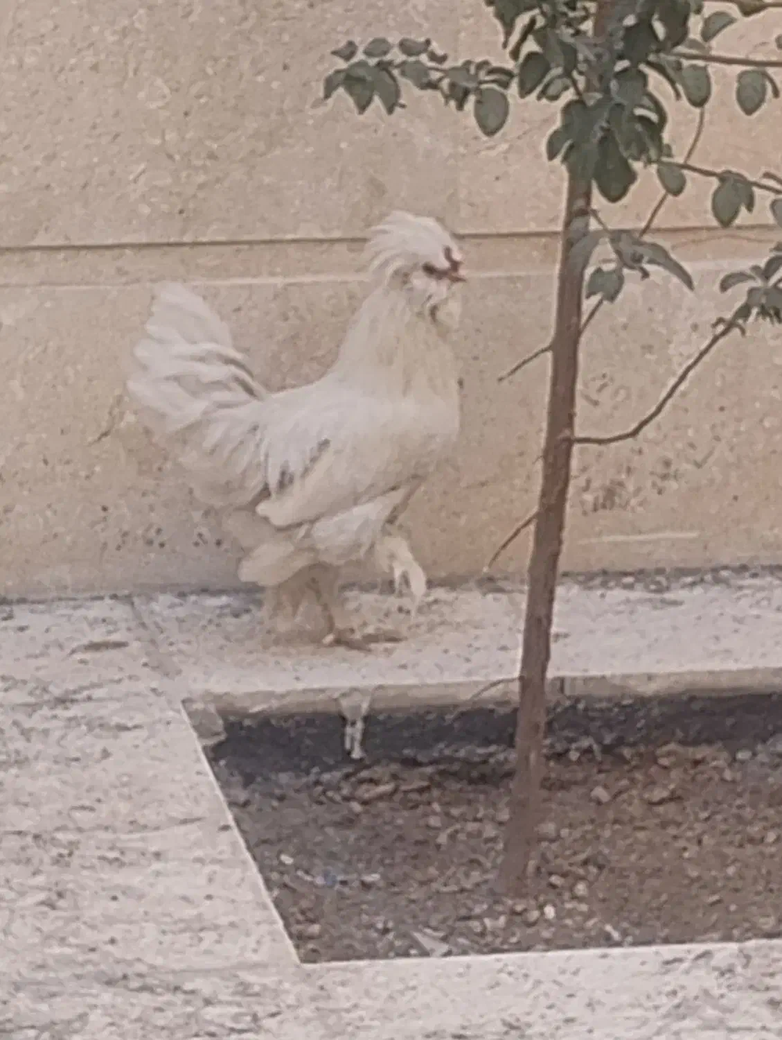 فروش مرغ|پرنده|یزدان شهر, |دیوار