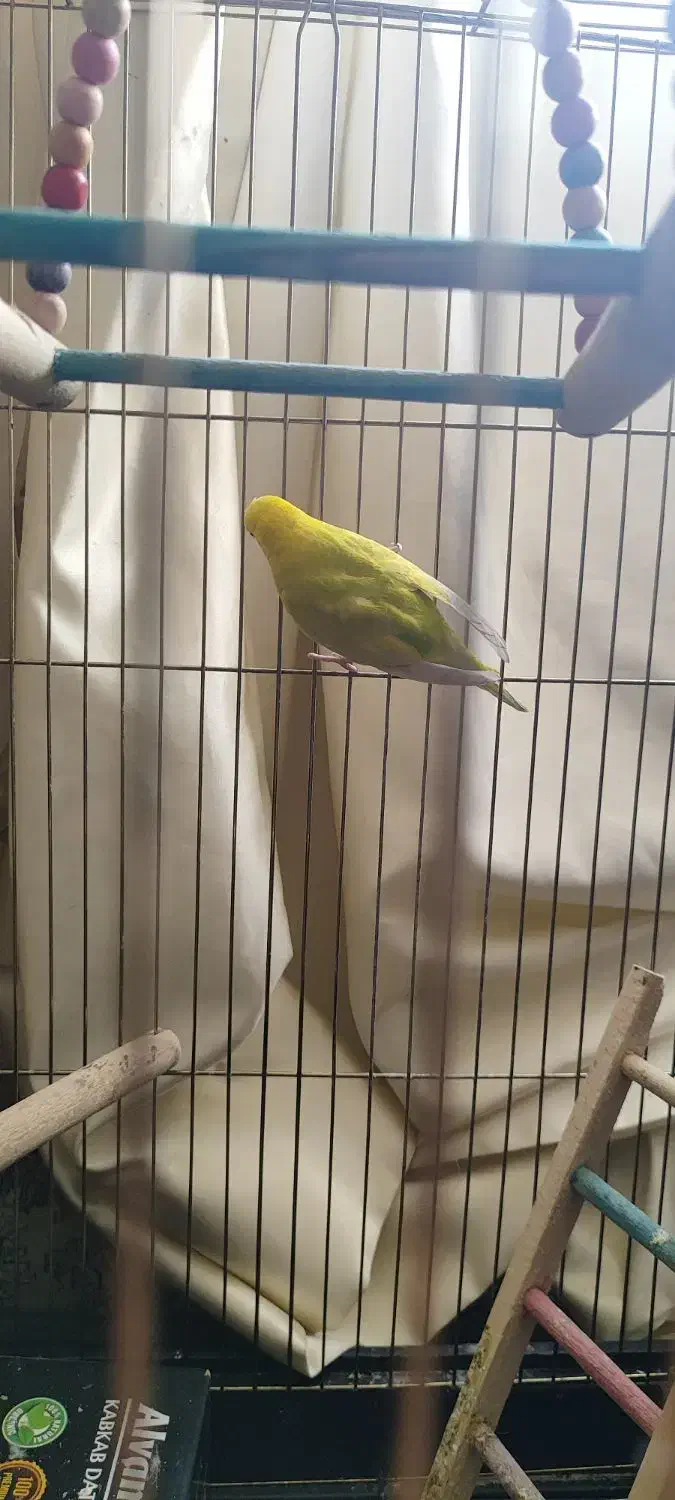 مرغ عشق ماده|پرنده|شیراز, بازار|دیوار