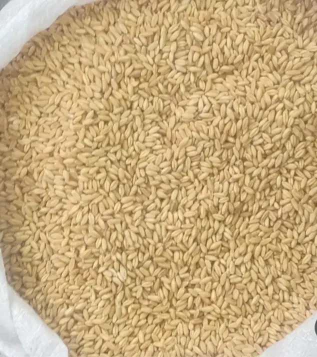 گندم دیمی|عمده‌فروشی|نورآباد, |دیوار