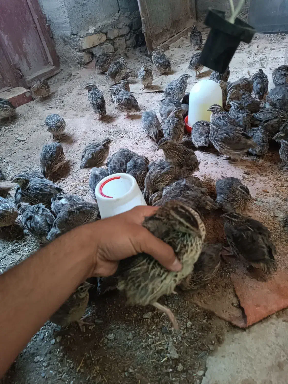 بلدرچین|حیوانات مزرعه|نیمروز, |دیوار