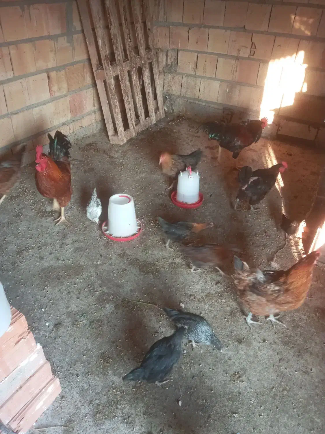 مرغ محلی|حیوانات مزرعه|آزادشهر, |دیوار