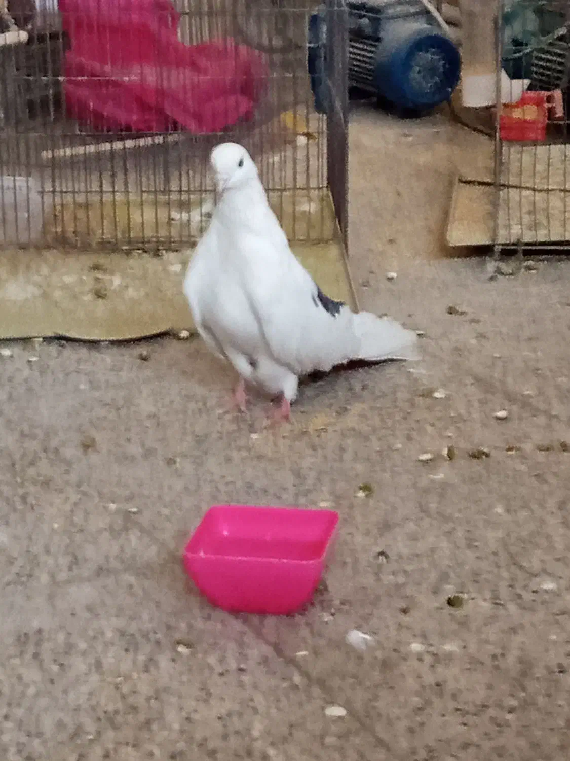 کفتر|پرنده|اردکان, |دیوار