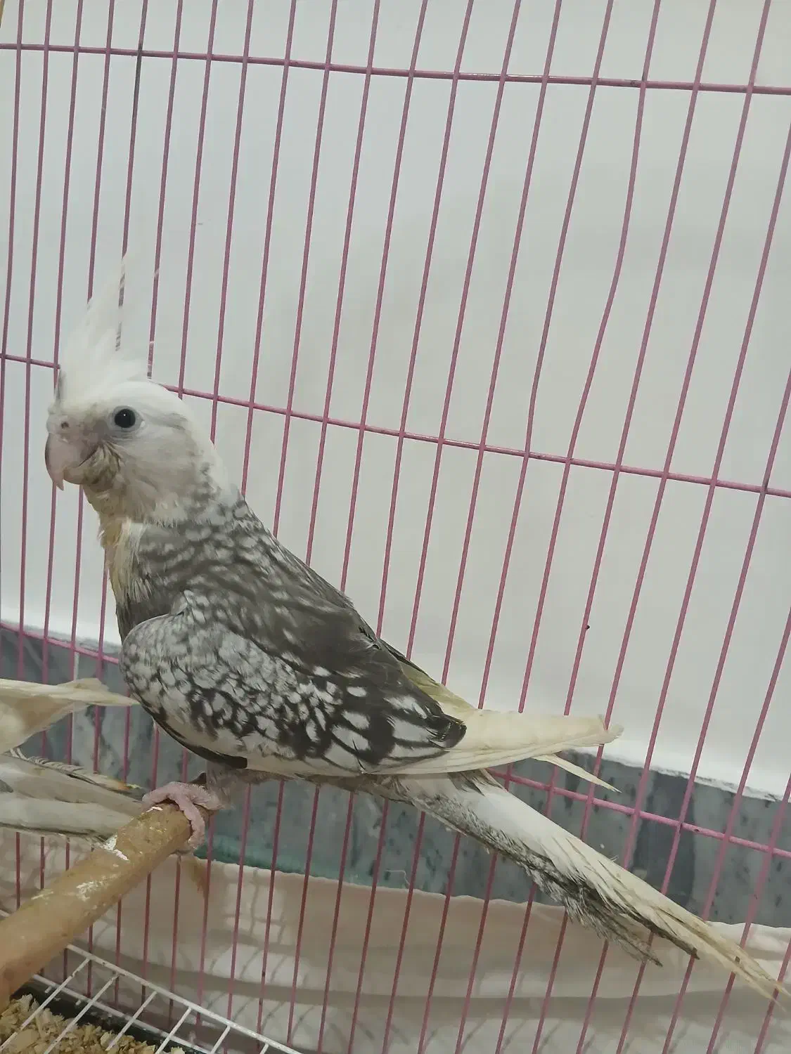 فروش فوری جوجه عروس|پرنده|کلاله, |دیوار