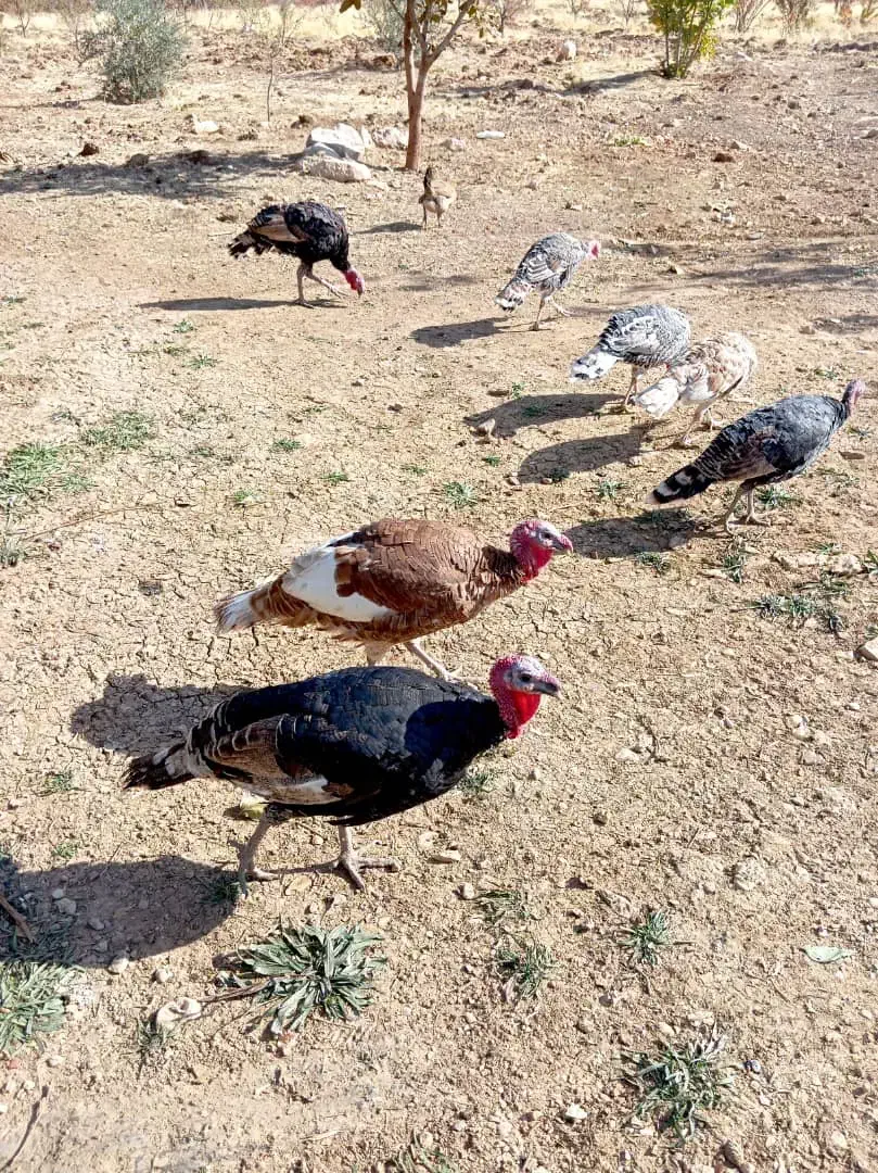 بوقلمون فروشی تعداد7|حیوانات مزرعه|یاسوج, |دیوار