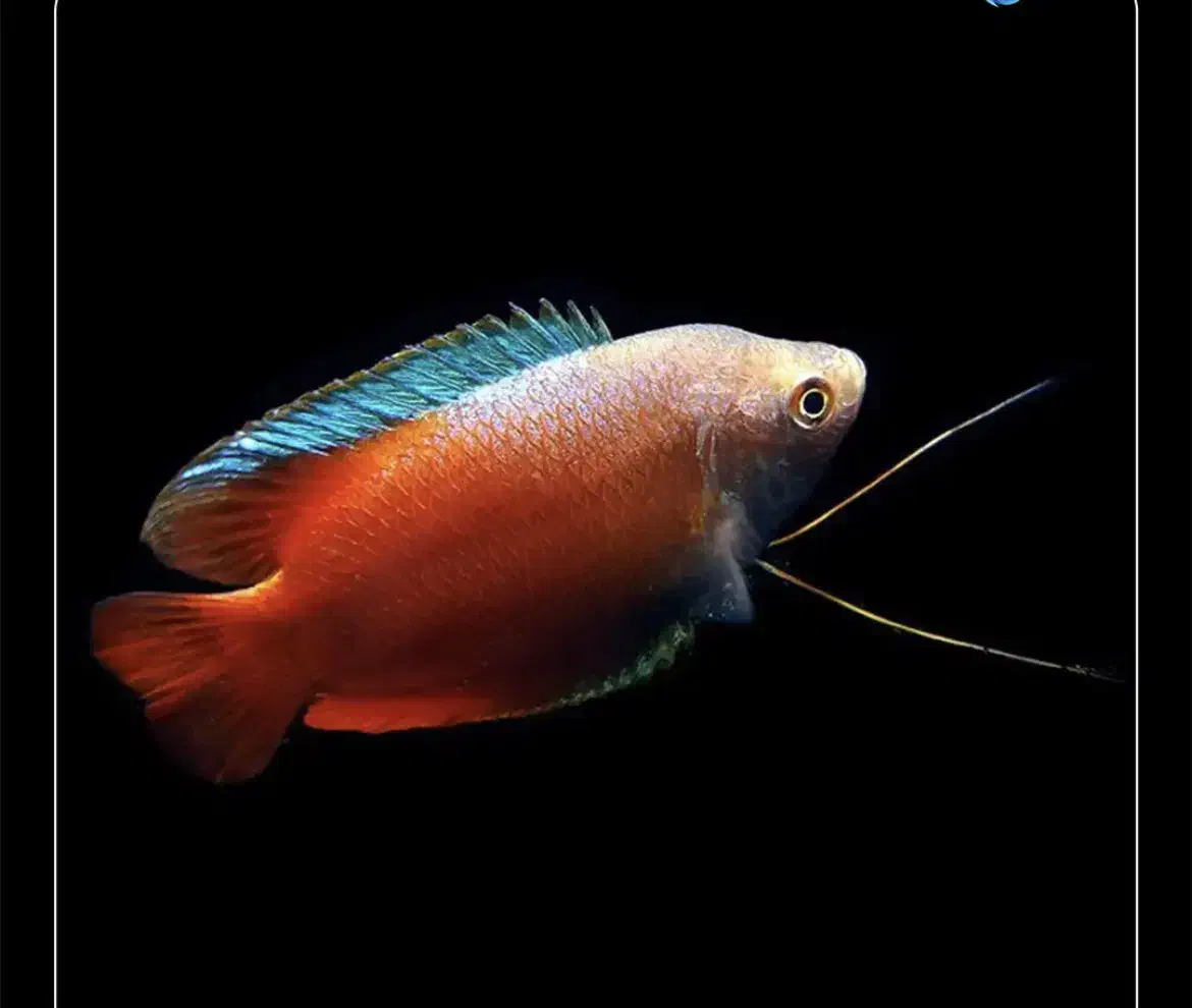 ماهی گورامی دارف رد و بلو کلکسیونی نمایشی گرید ++A|ماهی|اراک, |دیوار