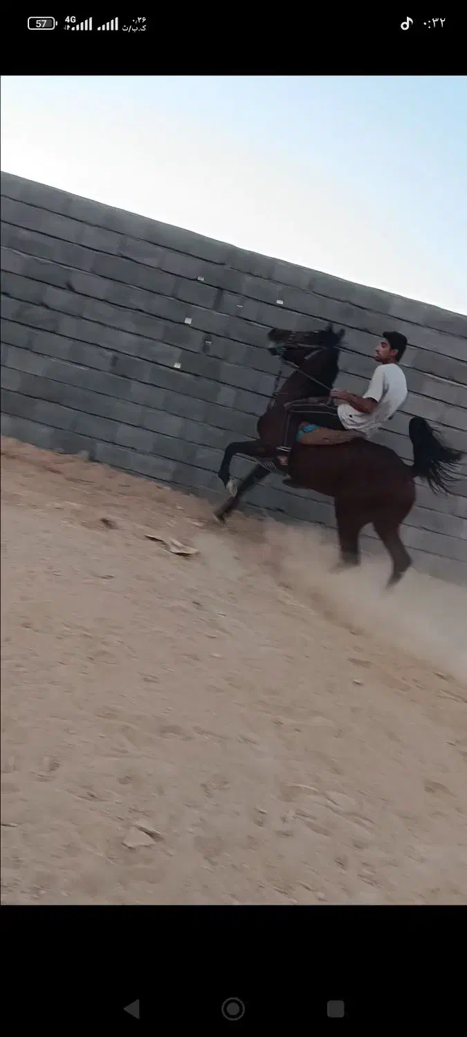 اسب نریان|اسب و تجهیزات اسب‌سواری|هرسین, |دیوار