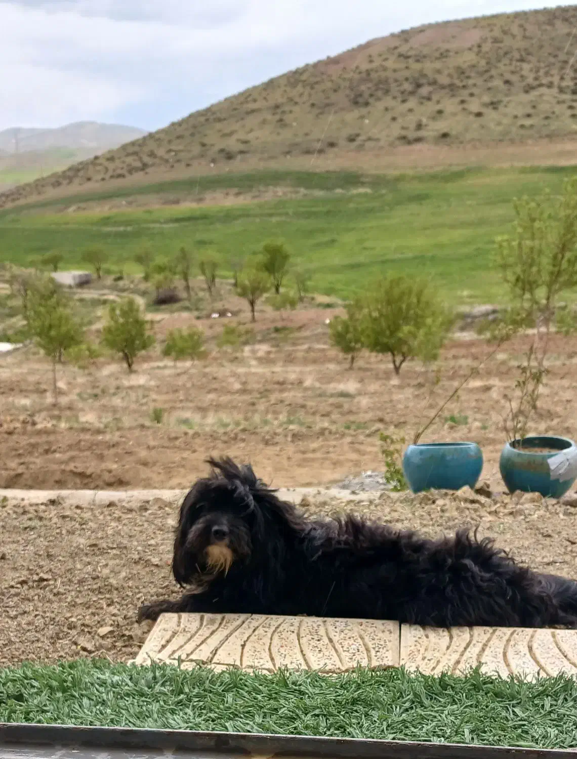 سگ گمشده|حیوانات|زنجان, |دیوار