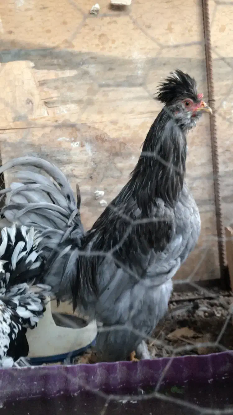 خروس زیبای مرندی|حیوانات مزرعه|اصفهان, شهرک میلاد|دیوار