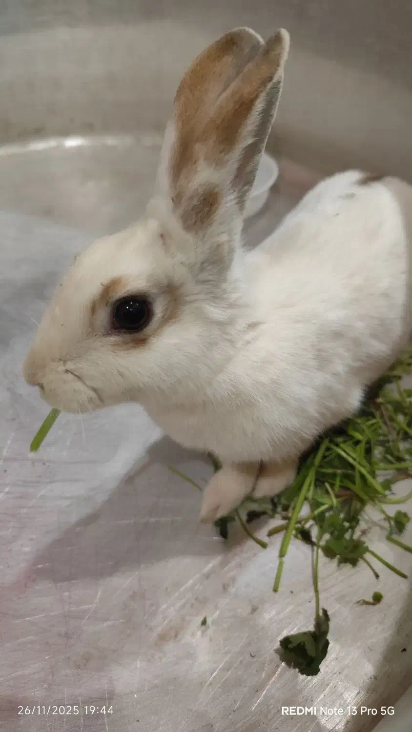 فروش خرگوش خانگی سفید کم‌یاب قیمت مناسب|موش و خرگوش|یزد, |دیوار