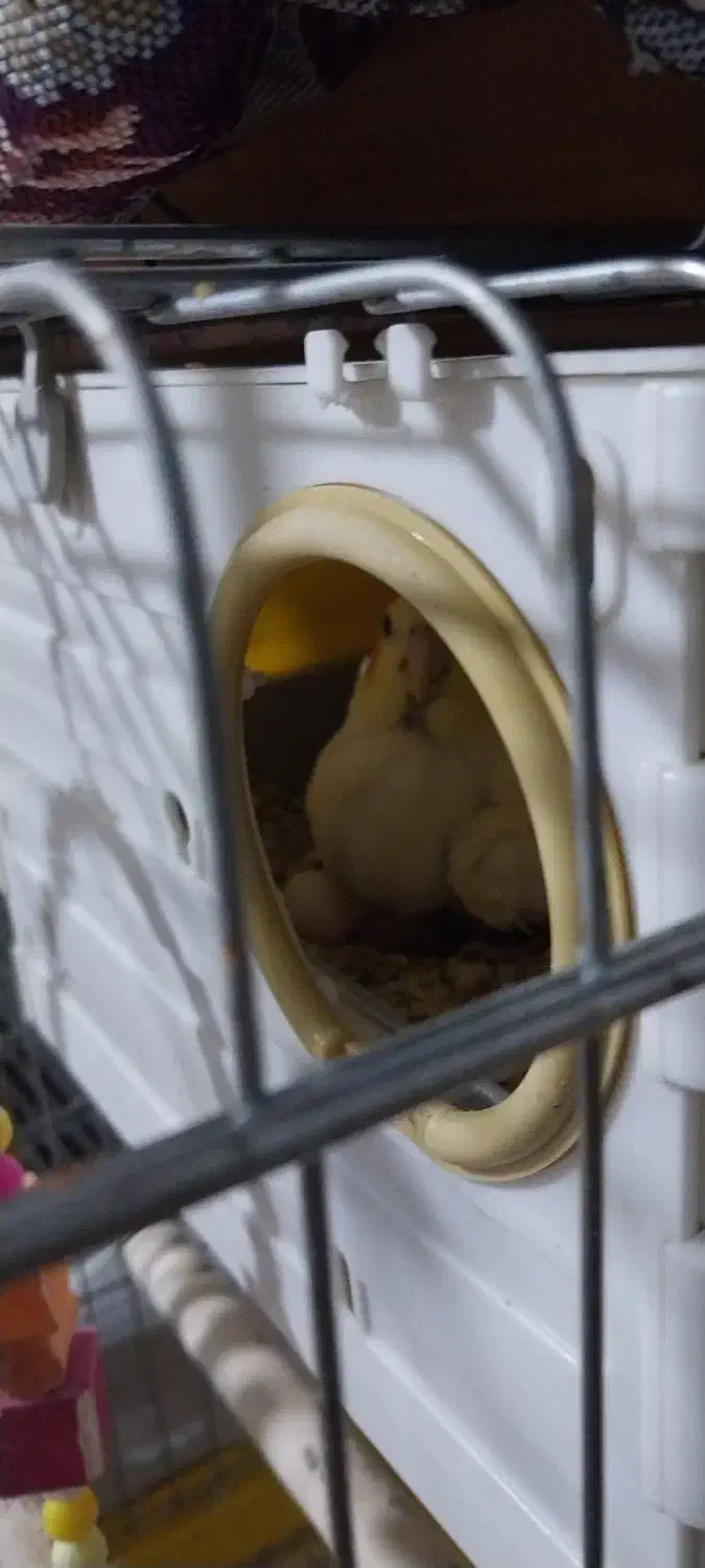 جوجه عروس هلندی|پرنده|ابهر, |دیوار