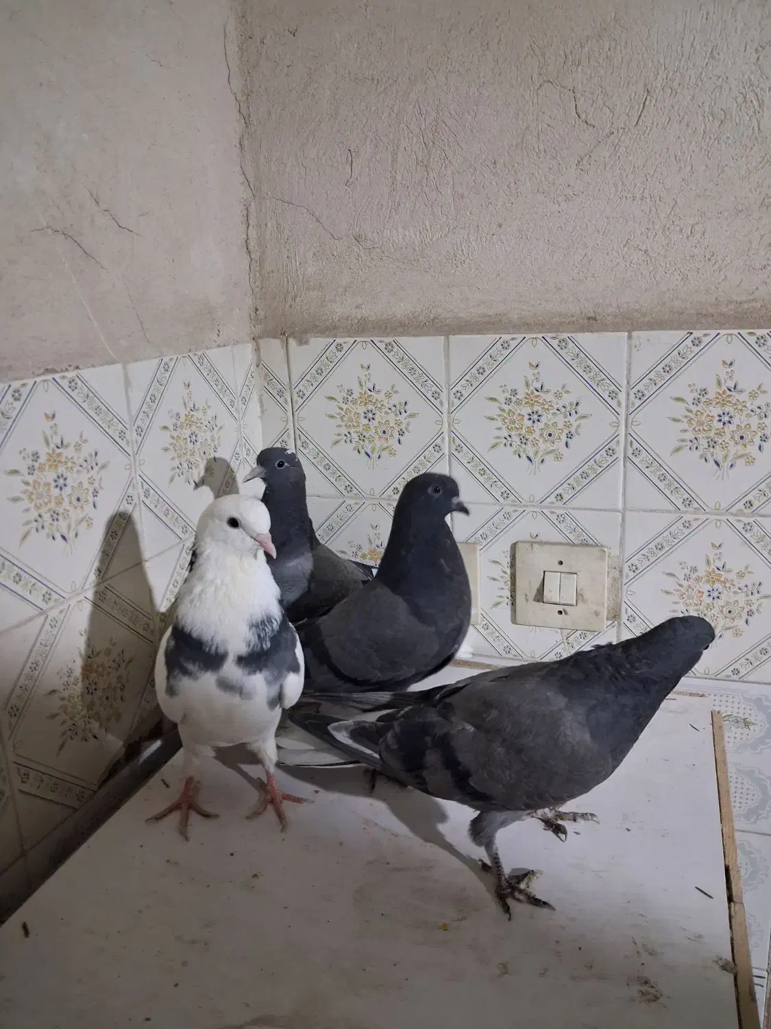 چهار عدد جوجه پرشی ب شرط دونه ای 150|پرنده|ماهدشت, |دیوار